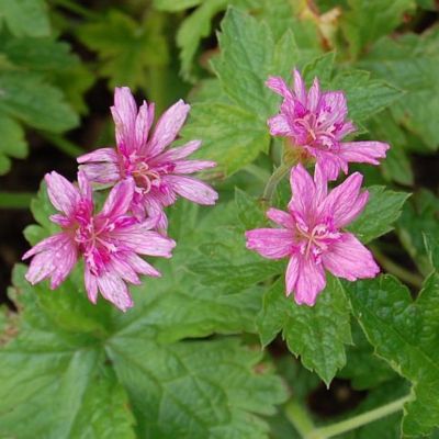 Герань оксфордская Сауткомб Дабл Герань оксфордская Сауткомб Дабл - Dolina-Sad.Ru