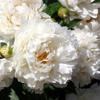 Пион Боул оф Крим Пион Боул оф Крим фото