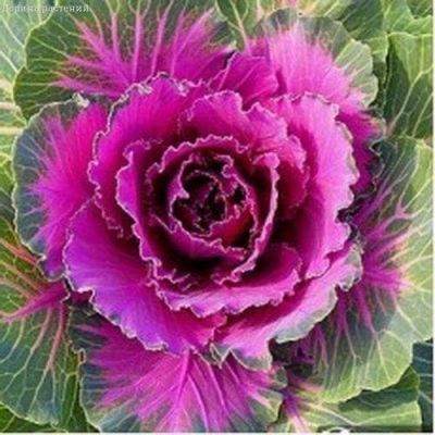 Капуста декоративная Осака F1 фото