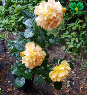 Роза Гольдэльзе - Dolina-Sad.Ru