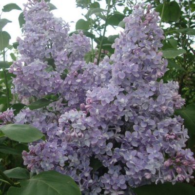 Сирень обыкновенная Президент Греви Сирень обыкновенная Президент Греви фото