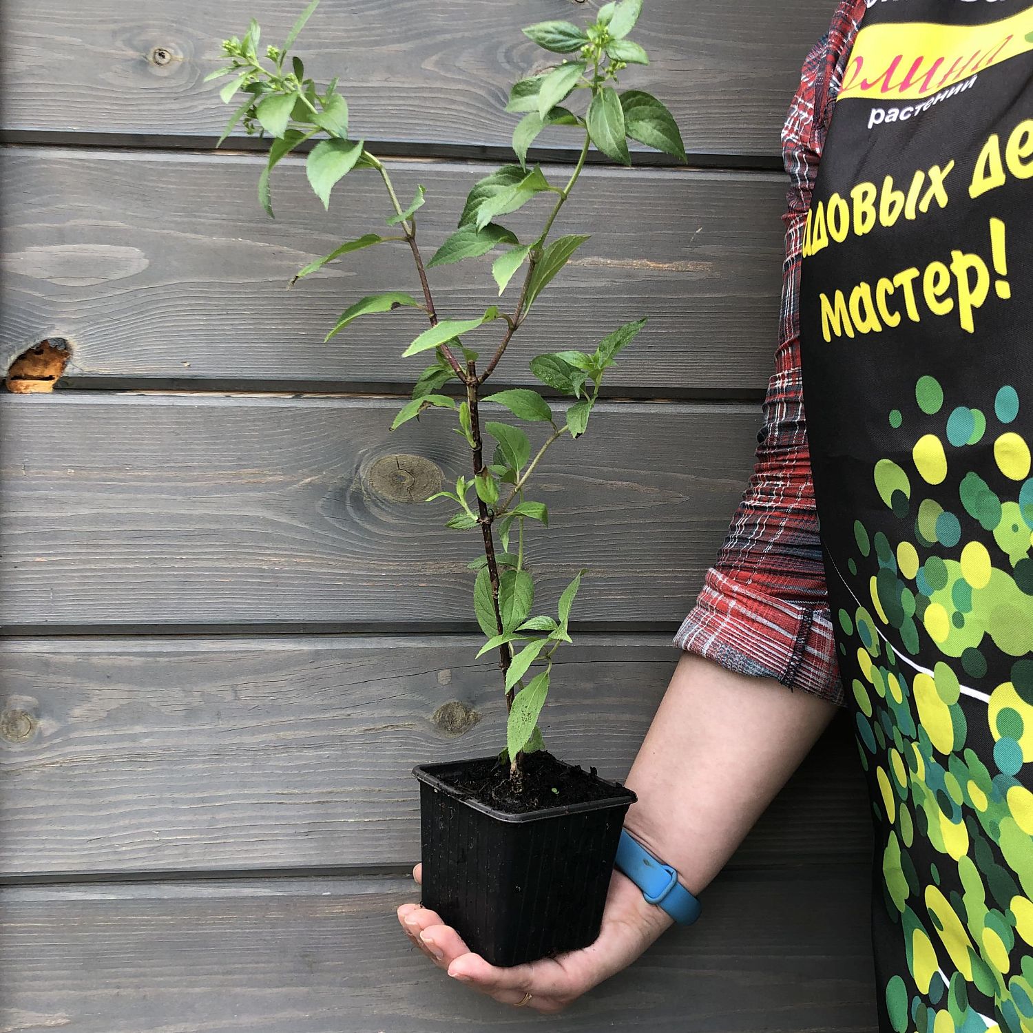 Гортензия метельчатая Магикал Свит Саммер Гортензия метельчатая Магикал Свит Саммер фото