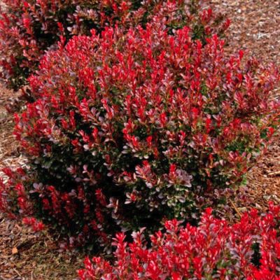 Барбарис Тунберга Ред Компакт Барбарис Тунберга Ред Компакт - Dolina-Sad.Ru