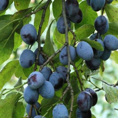 Слива Тульская Черная Слива Тульская Черная фото