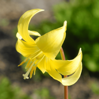 Эритрониум Кондо Эритрониум Кондо фото