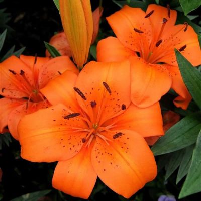 Лилия Оранж Пикси (в горшке) Лилия Оранж Пикси (в горшке) фото