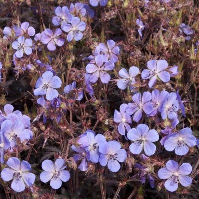 Герань луговая Хокус-покус Герань луговая Хокус-покус - Dolina-Sad.Ru