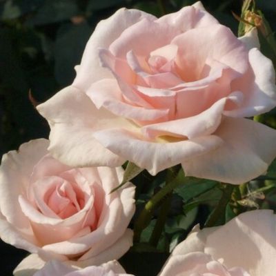 Роза Штамбовая Вайтэ Шейд ов Пэйл Роза Штамбовая Вайтэ Шейд ов Пэйл - Dolina-Sad.Ru