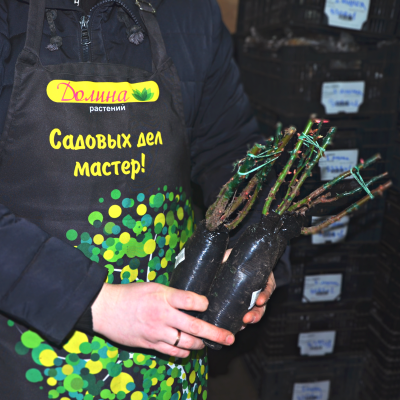 Скарлет Мейландин Скарлет Мейландин фото