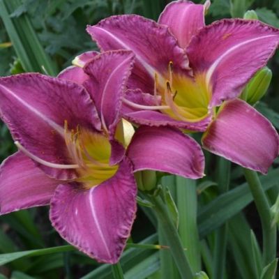 Лилейник Прейри Блу Айс Лилейник Прейри Блу Айс фото