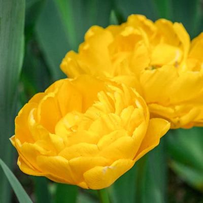 Тюльпан Голд Февер Тюльпан Голд Февер фото