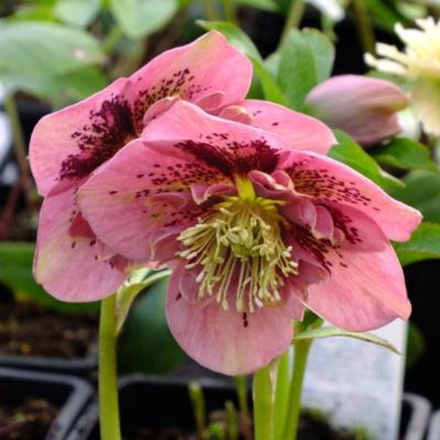 Морозник Пинк Спот - Dolina-Sad.Ru