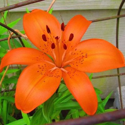 Лилия Оранж Пикси (в горшке) Лилия Оранж Пикси (в горшке) фото