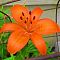 Лилия Оранж Пикси (в горшке) Лилия Оранж Пикси (в горшке) фото