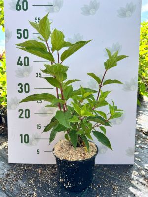 Гортензия метельчатая Сандей Фрайз, С1,5 - Dolina-Sad.Ru