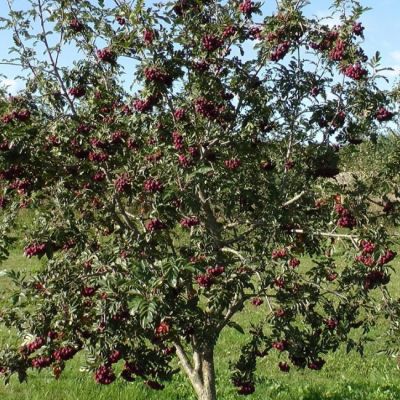 Сладкоплодная рябина Бурка Сладкоплодная рябина Бурка фото