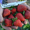 Клубника Сан Андреас/Ремонтантная Клубника Сан Андреас/Ремонтантная фото