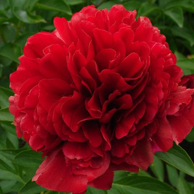 Пион Ред Грейс фото