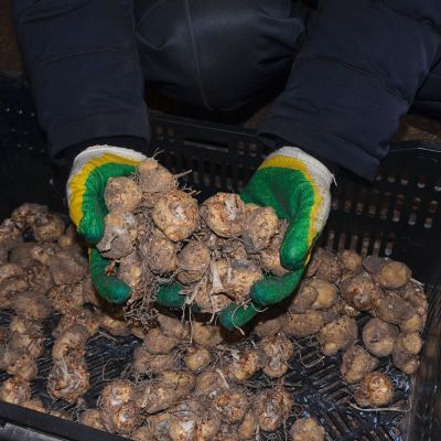 Калла Гарнет Глоу Калла Гарнет Глоу фото