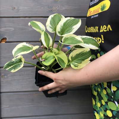 Хоста Брим кап Хоста Брим кап фото