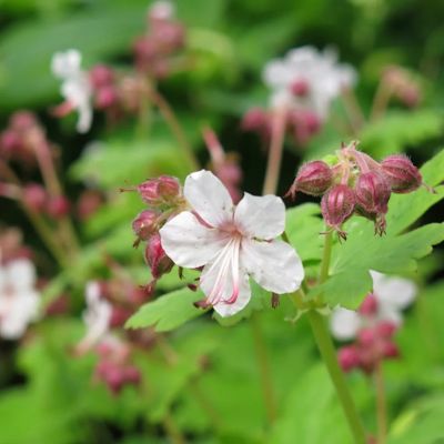 Герань крупнокорневищная Альбум - Dolina-Sad.Ru