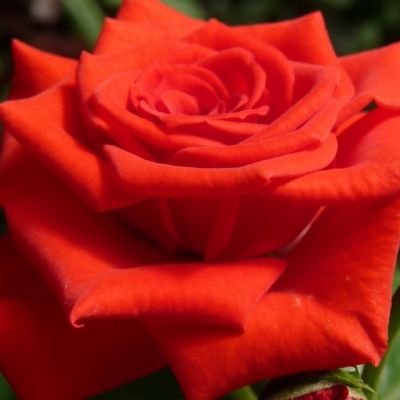 Роза Корветте Роза Корветте - Dolina-Sad.Ru