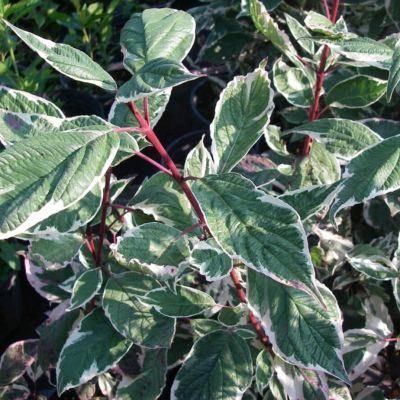 Дерен спорный Вариегата Дерен спорный Вариегата - Dolina-Sad.Ru